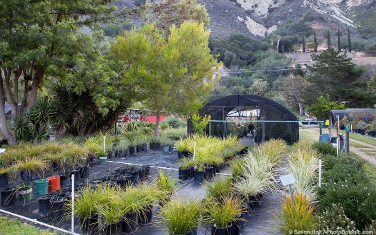 Australian Native Nursery