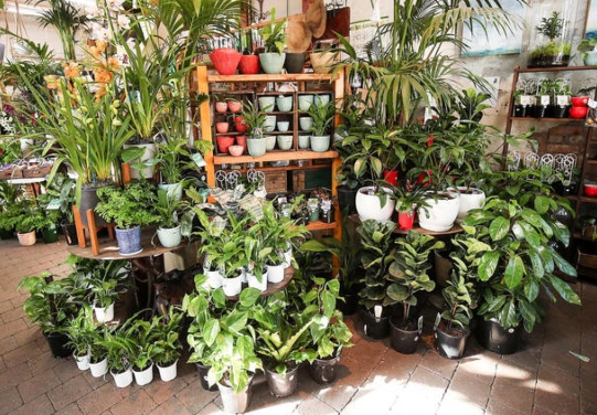 Fitzroy Nursery