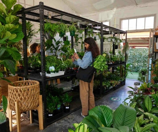 Melbourne Indoor Plants
