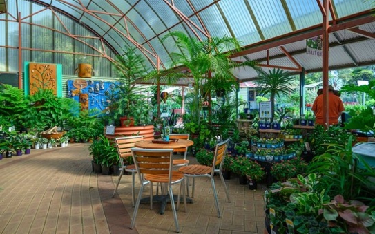 Zanthorrea Nursery